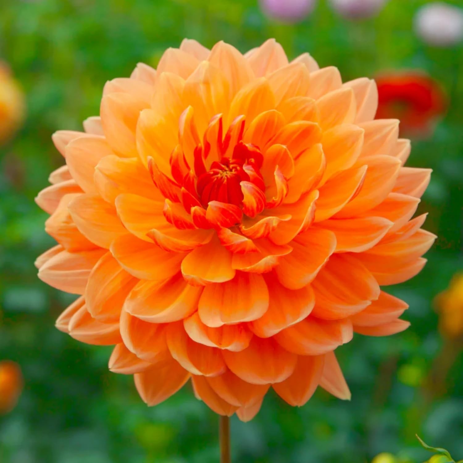 350pcs Mixed Dahlia Flower Seeds for Planting- Non-GMO Heirloom, Multi-Color Pom