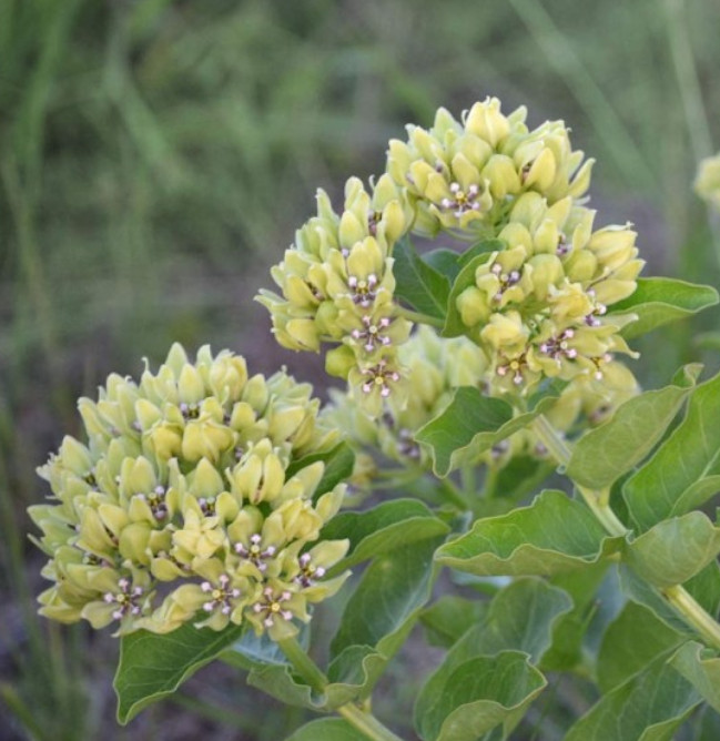 Milkweed SPIDER Monarch Butterfly Host Plant Loves Heat Texas Non-GMO 30 Seeds