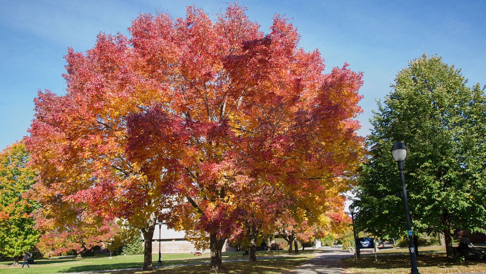 20 White Ash tree seeds Fraxinus americana