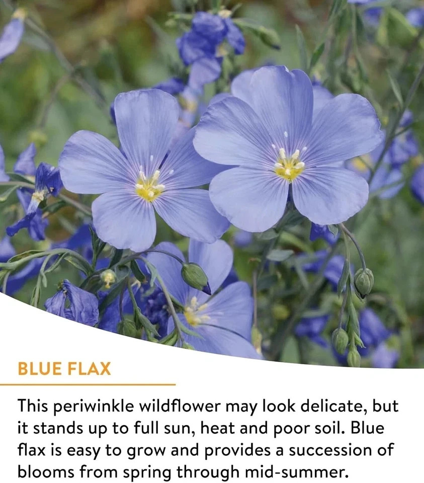 Burpee Wildflower 25,000 Bulk, 1 Bag, 18 Varieties of Non-Gmo Flower Seeds Polli