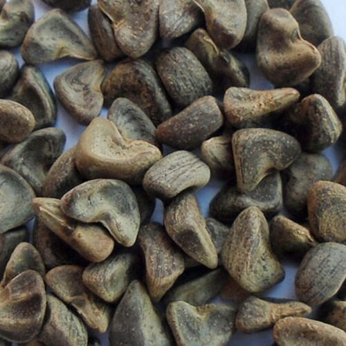 Gongura Green Stem/Indianan sorrel/Pulichakeerai/Ambaadi 100% Organic 50+ Seeds