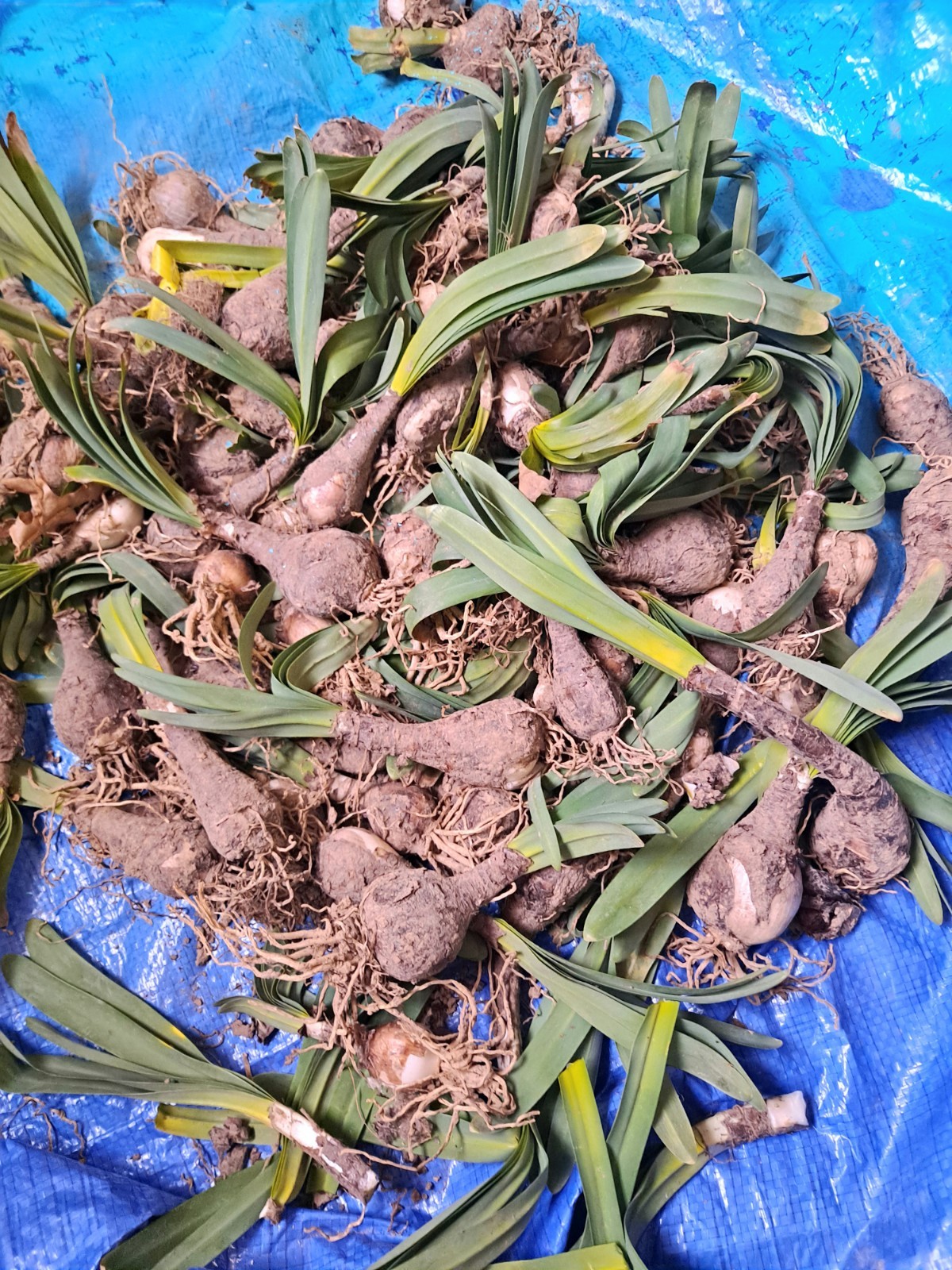 💗Naked Ladies Pink Lot of 10 – Surprise Lycoris Lily Blubs. $27.00