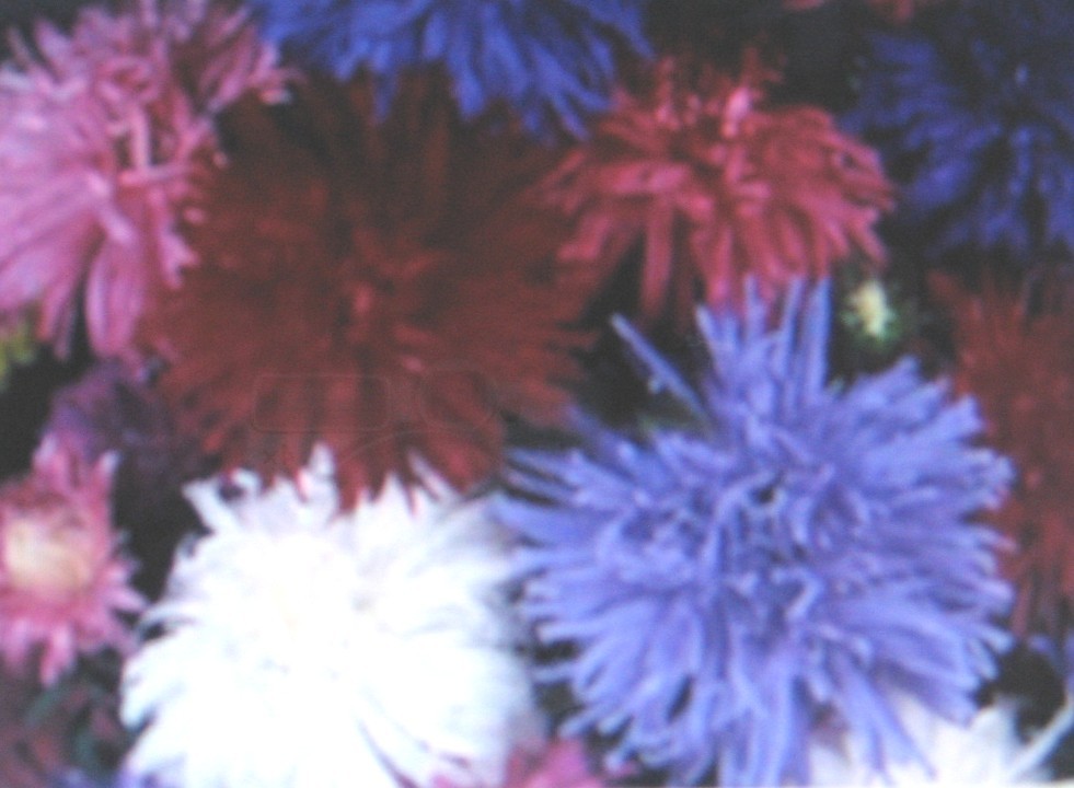 ASTER * CREGO GIANT MIXTURE *