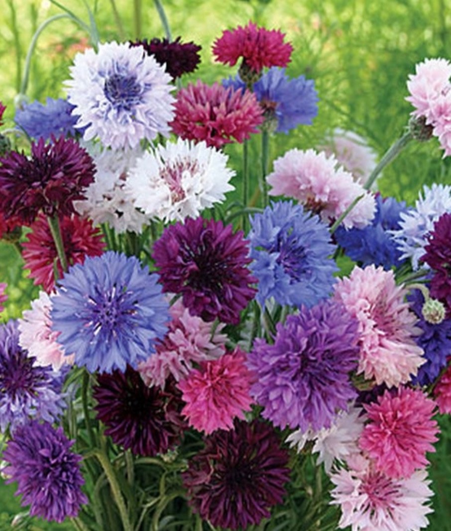 100+ Bachelor Button Seeds, Tall Double Mix Cornflower, Non-GMO, Fresh 2026 🇺🇸