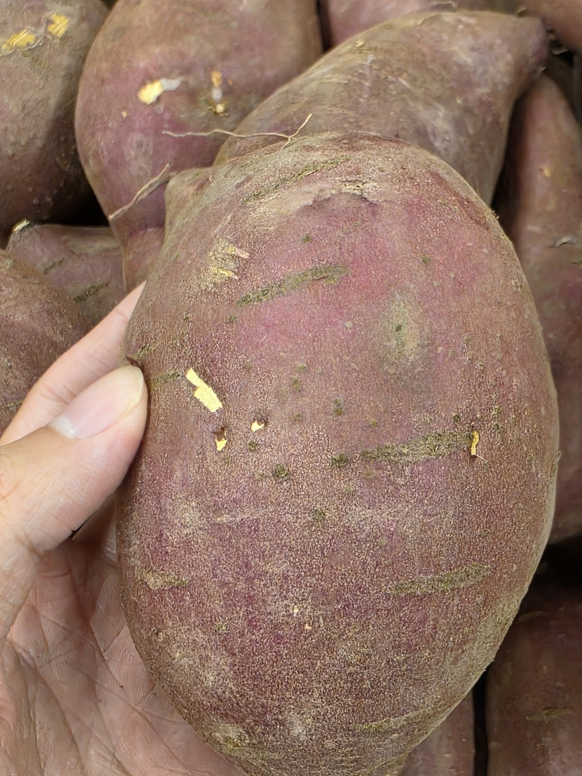 Japanese Murasaki Sweet Potatoes – 3 LB | Red Skin, White Flesh | Premium USA