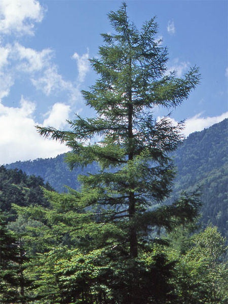Japanese Larch, (Larix kaempferi) Larix leptolepis, Tree Seeds, (Fall Color)
