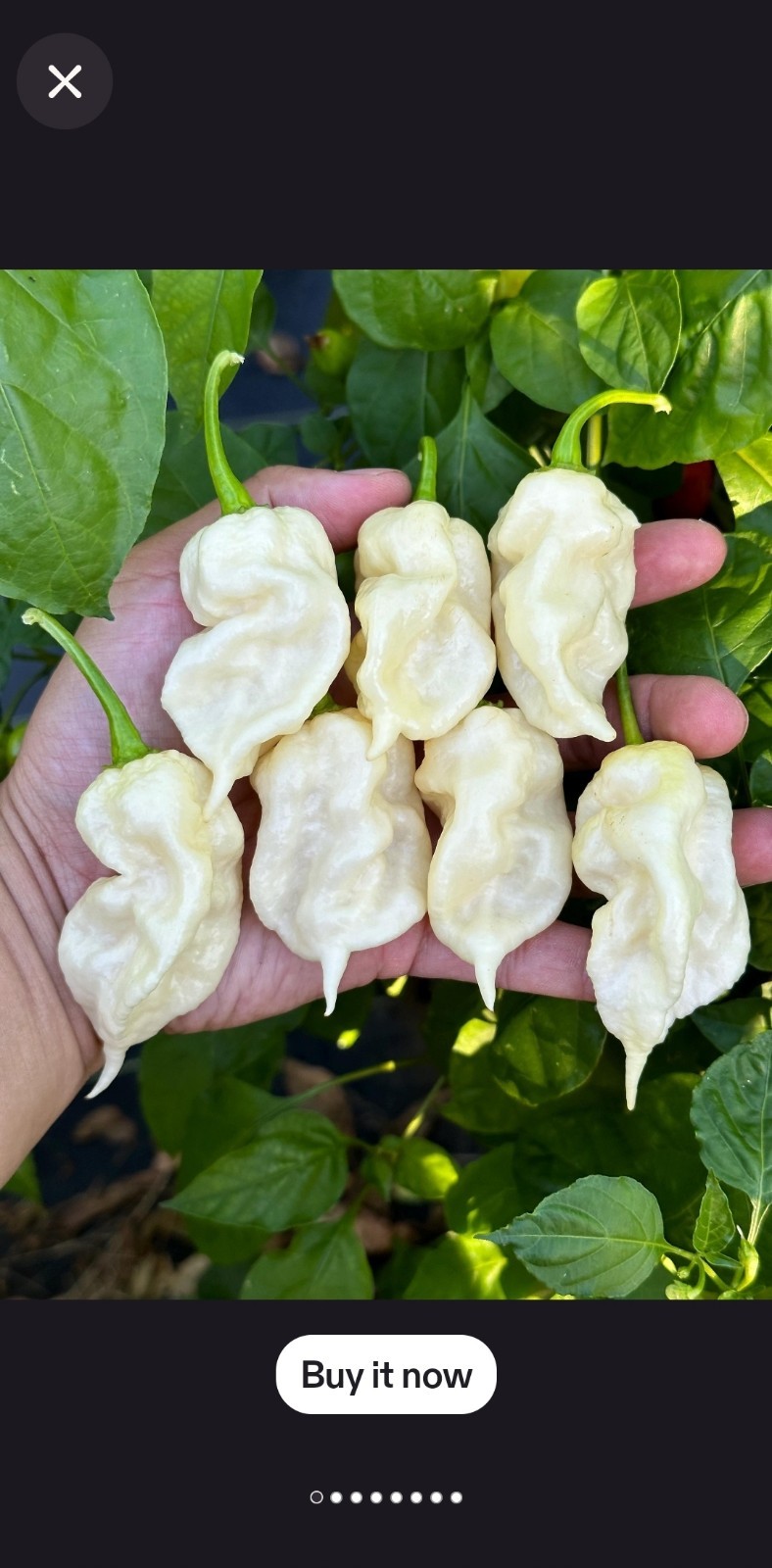 10 White Ghost Scorpion Superhot Pepper Seeds