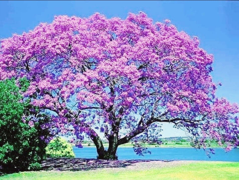450 Royal Paulownia Empress Tree Seeds Paulownia Elongata Fastgrowing Forest Tre