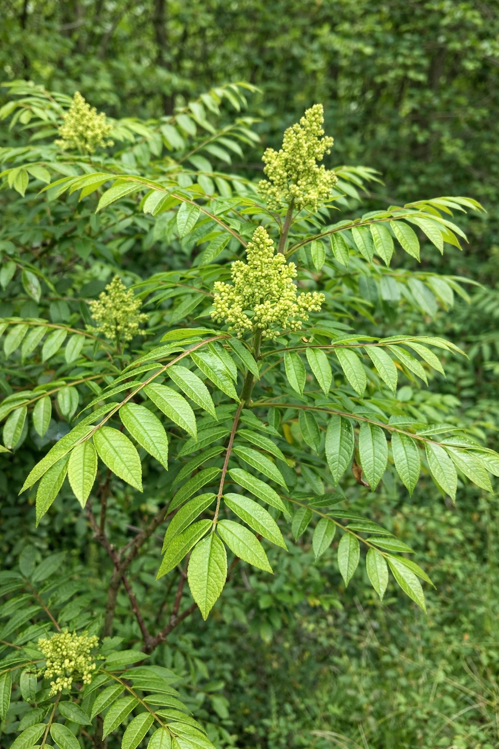 3000 Winged Sumac Seeds (Rhus copallinum) – Large Planting – Zones 4-9 USA