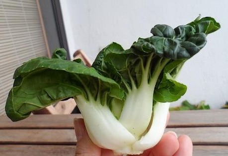 Baby Bok Choy Seeds | Dwarf Pak Choi USA Asian Vegetable Chinese Cabbage 2024