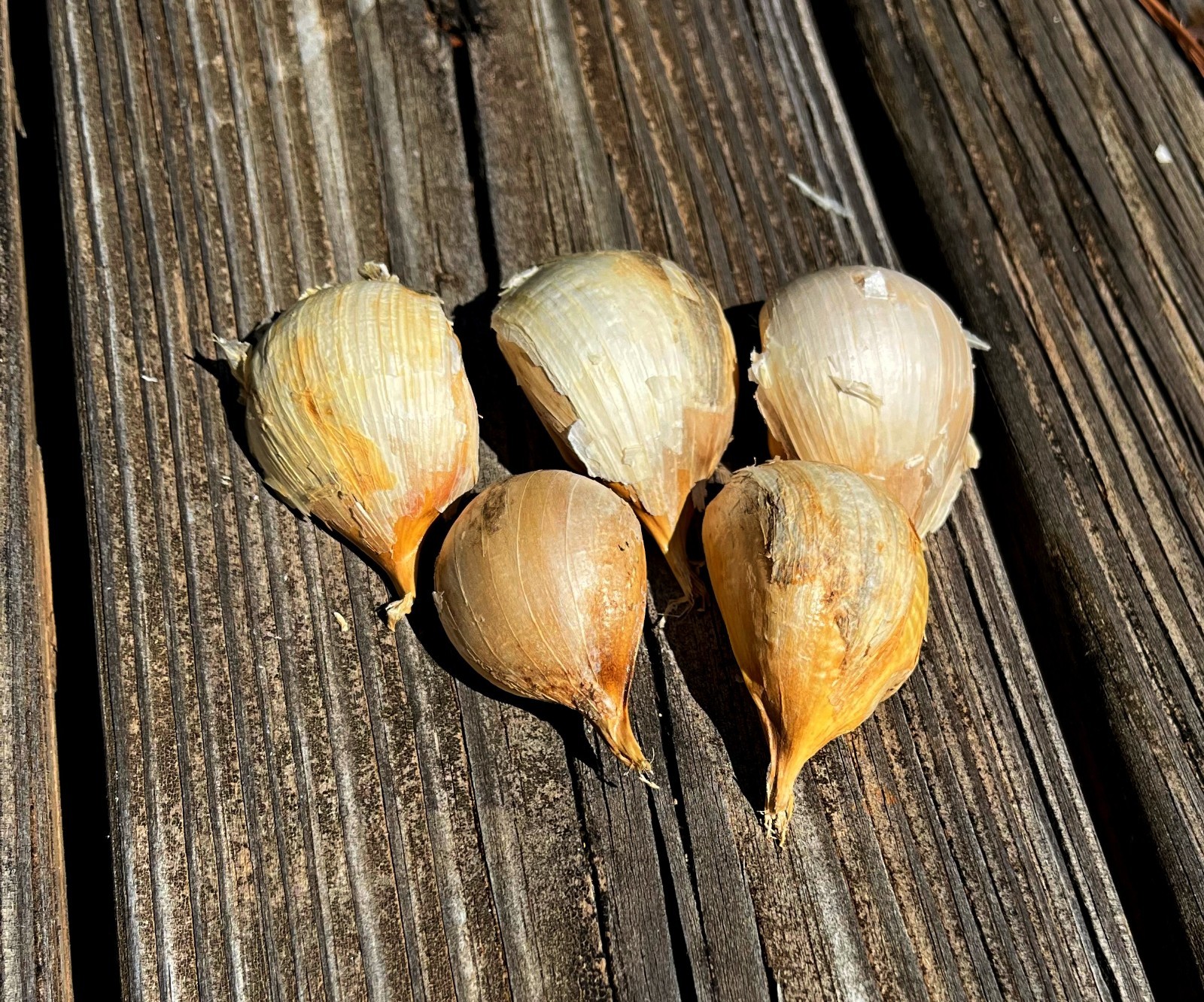 Elephant Garlic Cloves (5 lg cloves) from 2025 crop. Ready to plant. SHIPS FREE