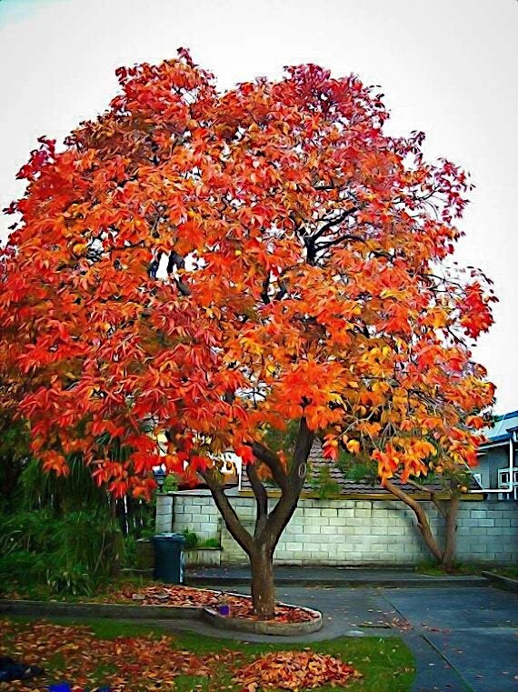 20 JAPANESE PERSIMMON TREE SEEDS (Diospyros Kaki) Asia Hardy Garden Fruit Plant