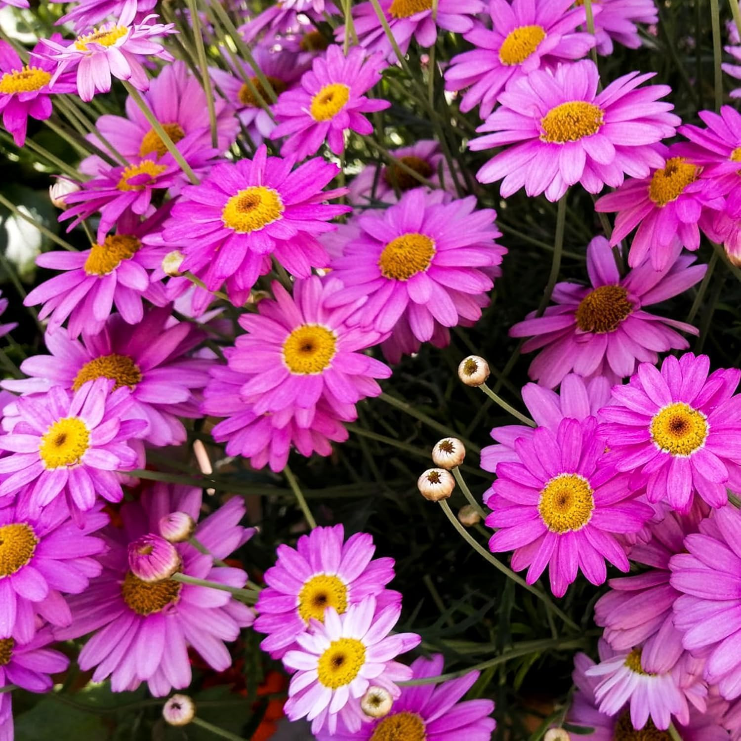 1900+ Mix Pyrethrum Seeds – Multi-Color Insect-Repelling Flowers, Practical Plan