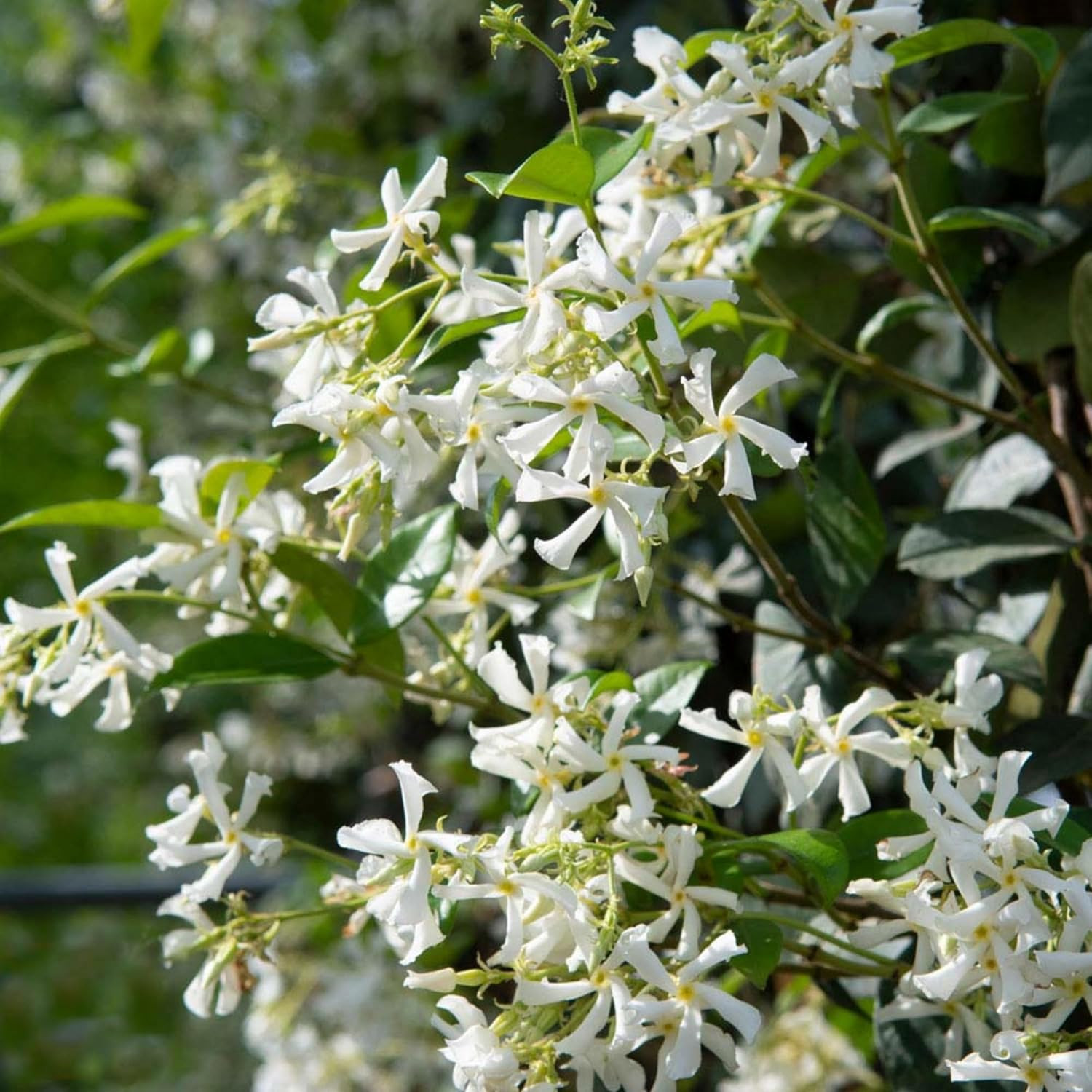 200+ Mixed Star Jasmine Flower Seeds — Non-GMO Climbing Jasmine Seeds Fragrant