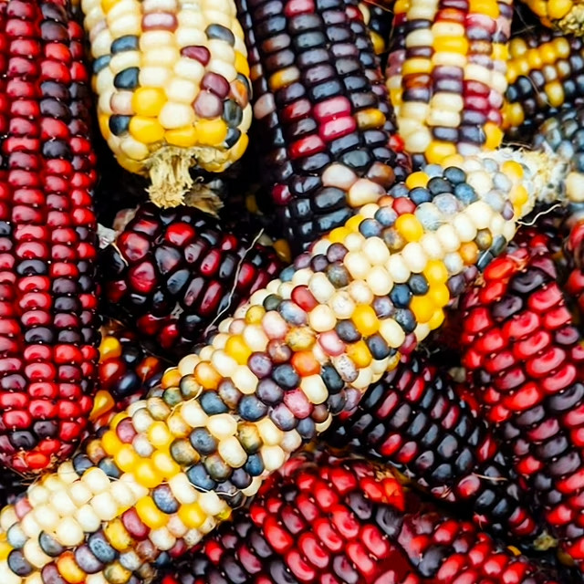 INDIAN FINGERS Miniature Ornamental Corn Seeds~COLORFUL~POPCORN /DECORATION
