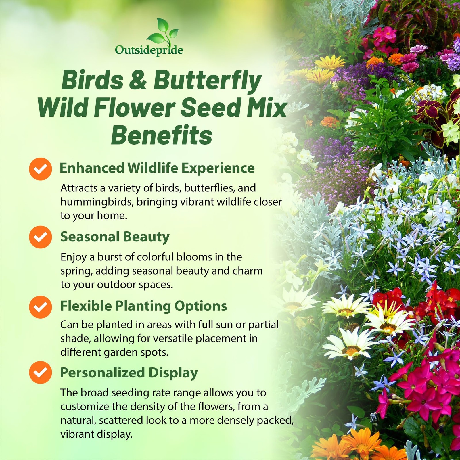 Wildflower Seed Mix for Birds & Butterflies 1/4 Lb Premium Blend