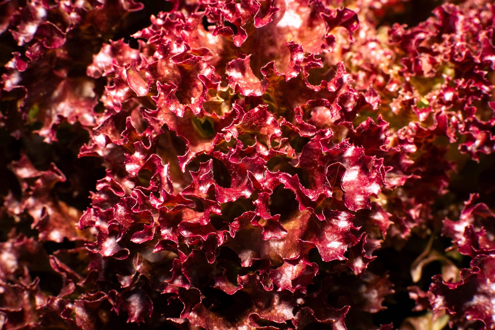 3000 Leaf Lettuce RED SALAD BOWL Lactuca Sativa Vegetable Seeds