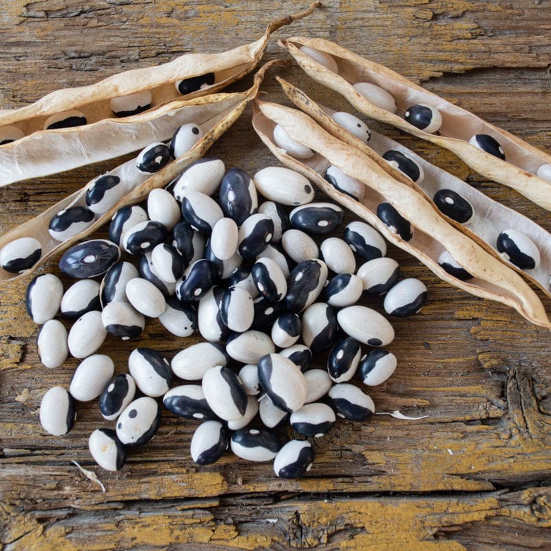 Calypso Bush Bean Seeds (25) / ORCA BEAN / RARE / EASY / HEIRLOOM