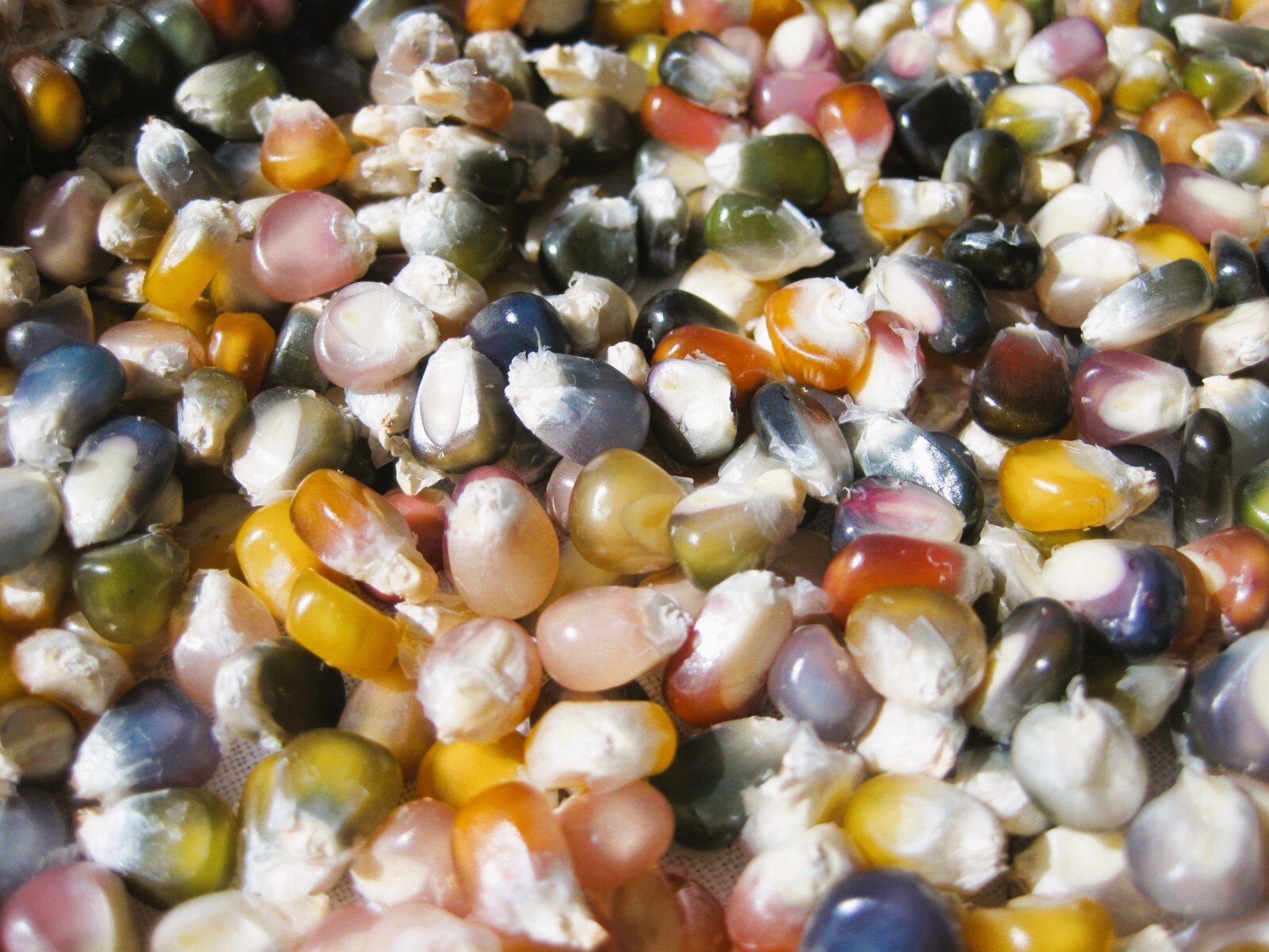 Glass Gem Corn Seeds Organic 200+ USA Grown