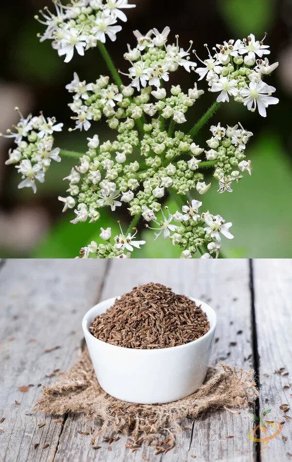 Caraway Seeds (100) / ORGANIC / FLORIDA GROWN / CULINARY HERB