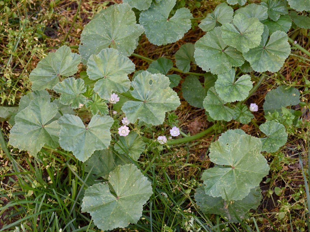 100+ Common Mallow (Malva neglecta) Seeds – Hardy Pink Wildflower – Easy Grow
