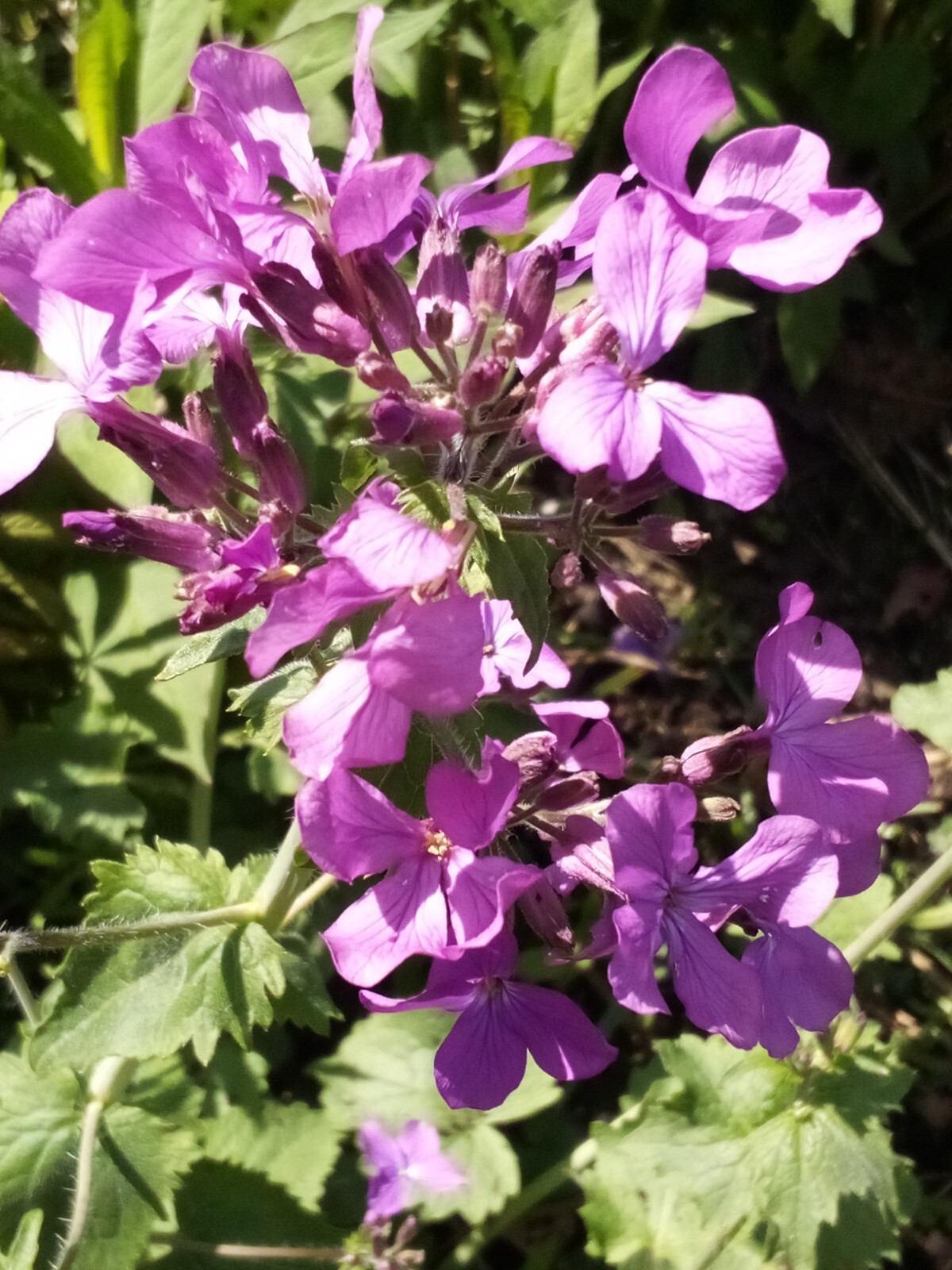 100 SEEDS MONEY PLANT LUNARIA BIENNIS