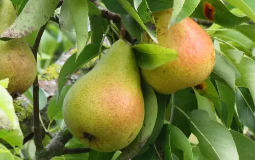25+ Harrow Sweet Pear Seeds for Garden Planting – USA – FREE SHIPPING!