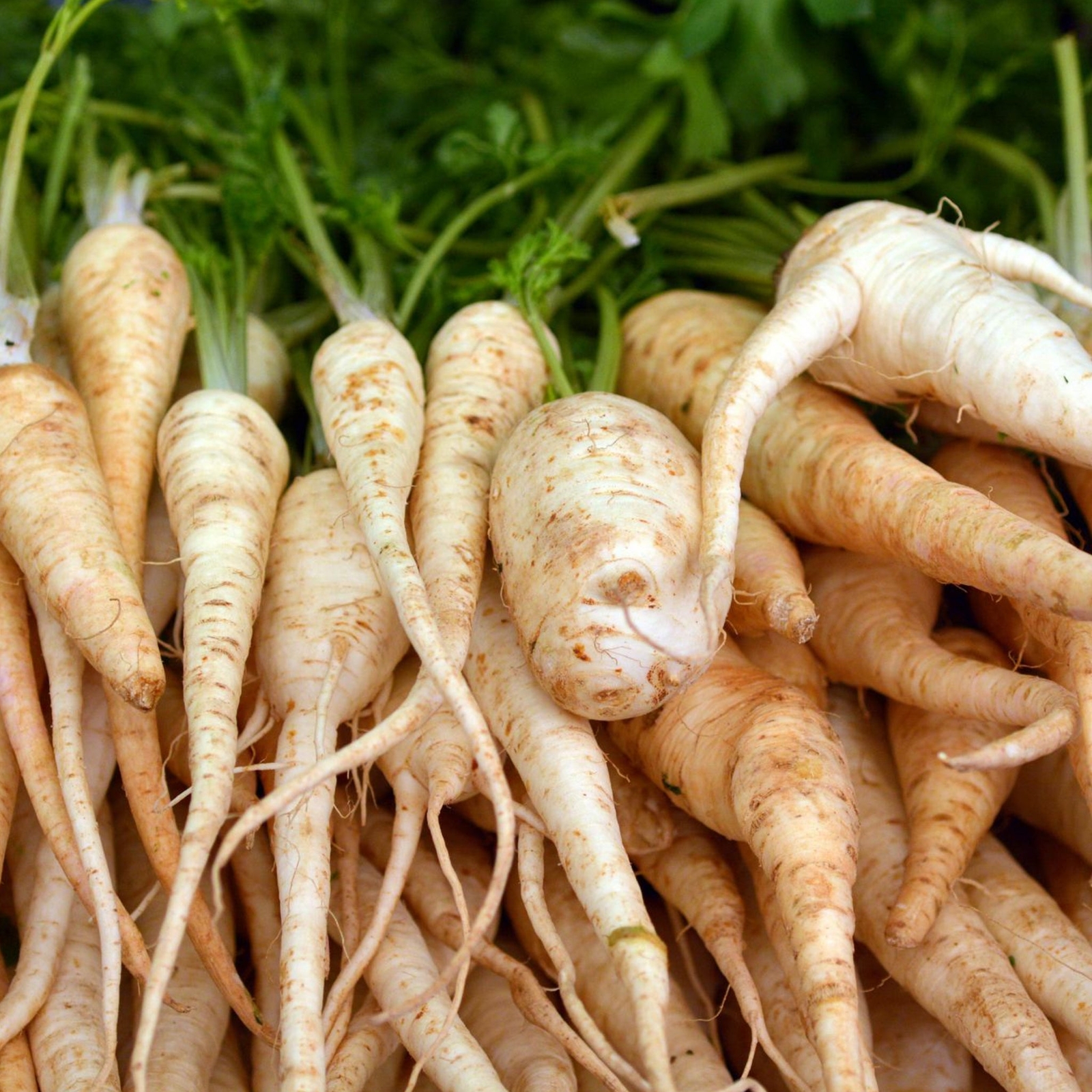 Rooted Parsley – Seeds – Organic – Non Gmo – Heirloom Seeds – Herb Seeds