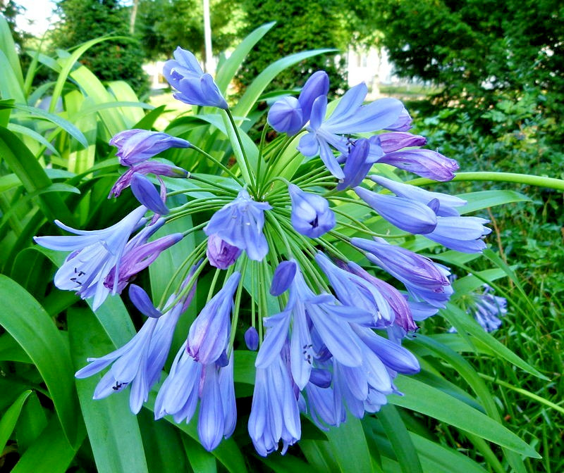 blue Lily of the Nile 100 seeds. Agapanthus. EZ to grow, hardy too zone 7. USA.