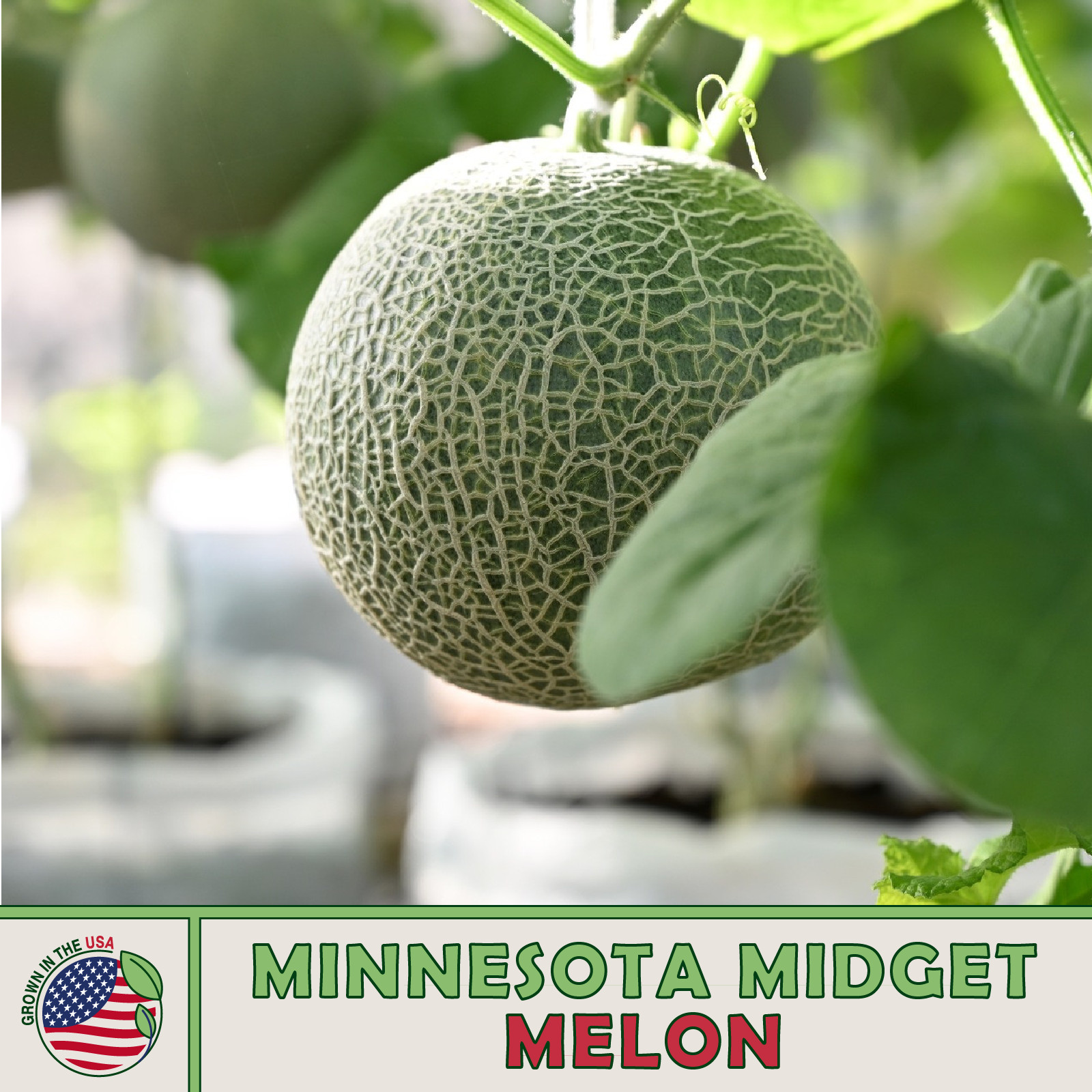 25 Minnesota Midget Cantaloupe Seeds, Heirloom, Non-GMO, Genuine USA