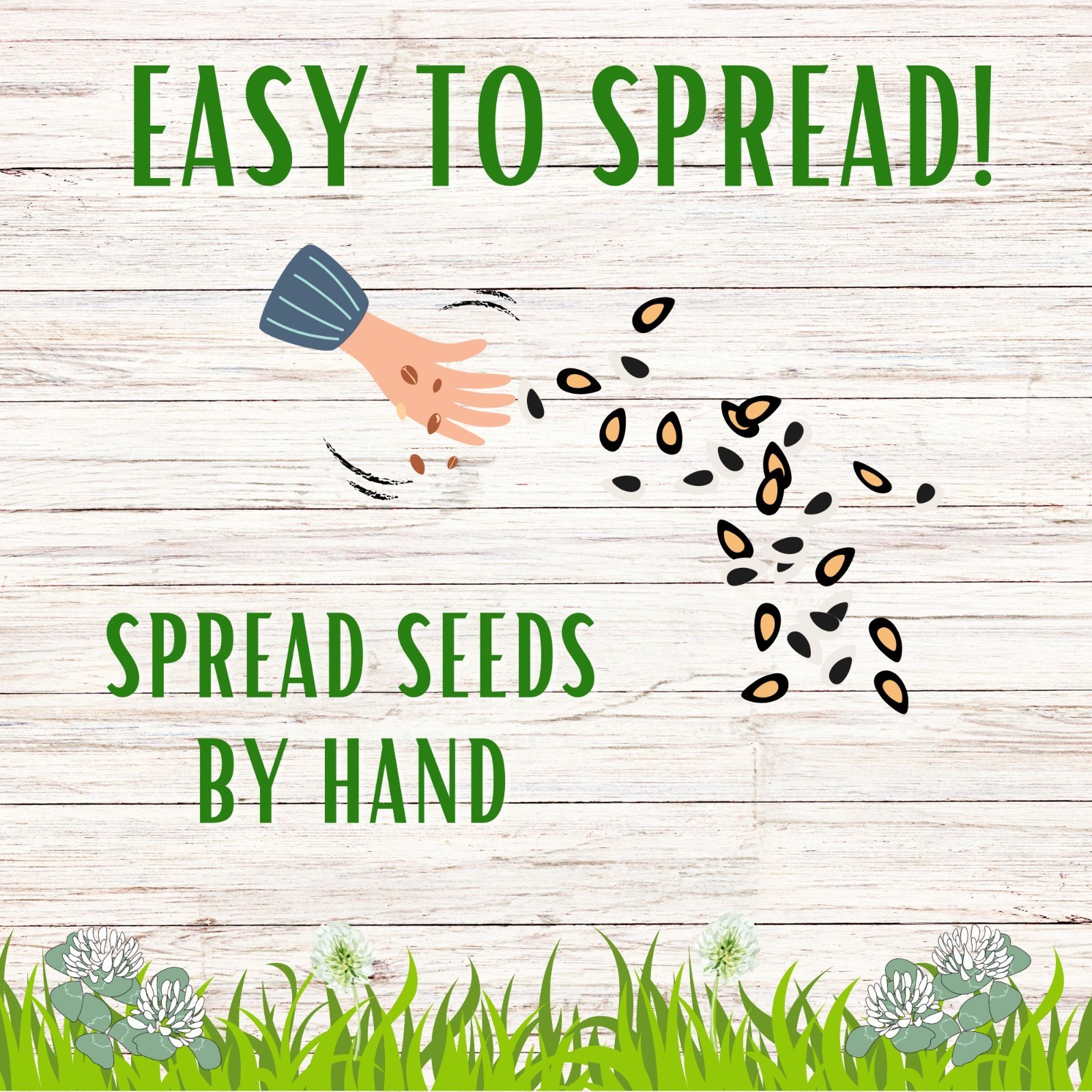 Dutch White Clover Seed, Organic Coated, Eco-Friendly, Low Maintenance