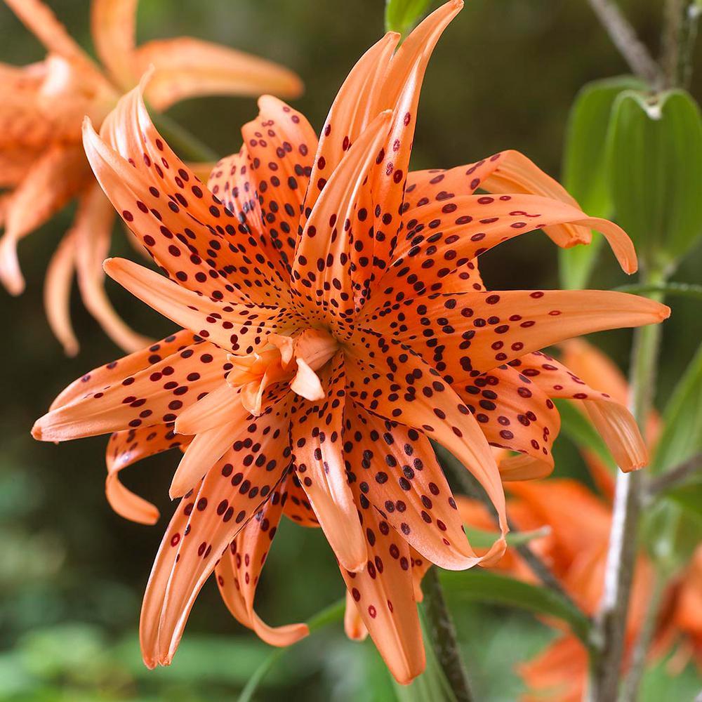 (3) Attractive Deep Red Lily Beautiful New Flower Bulbs, Perennial Check Store