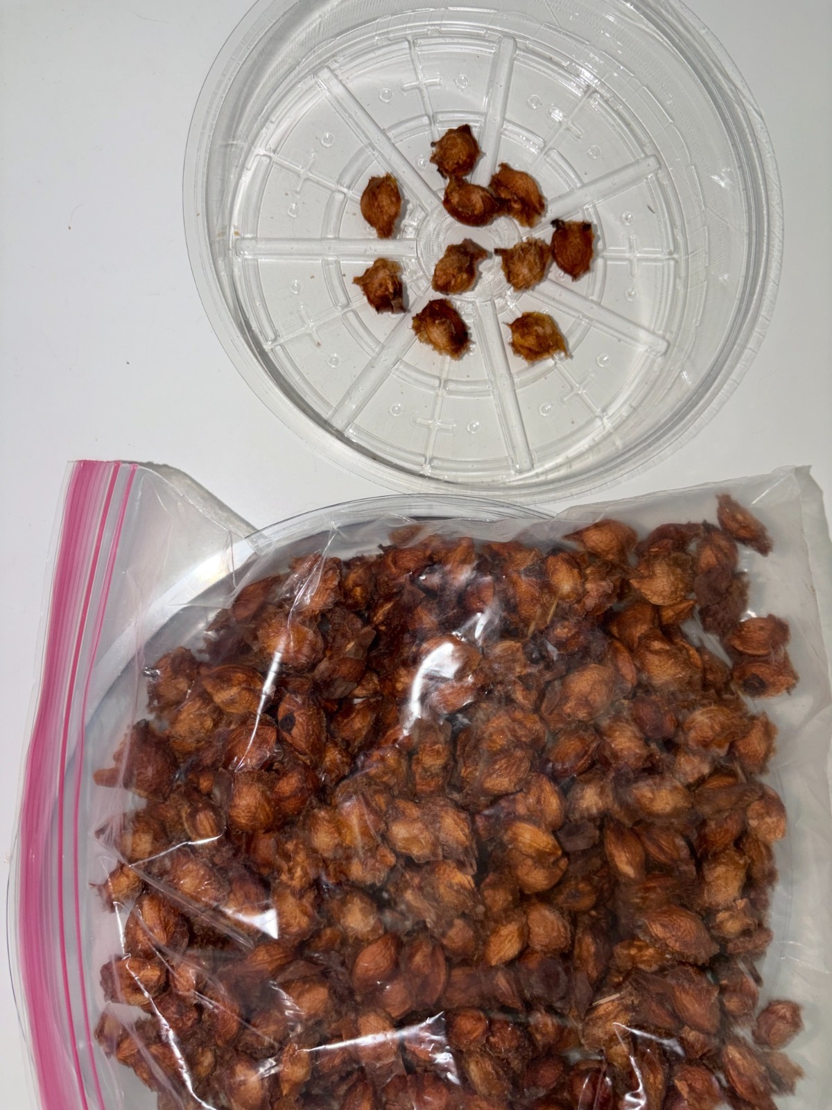 10 seeds Ume Maesil Prunus Mume Non GMO Organic non stratified Ume-Shu Ume-boshi