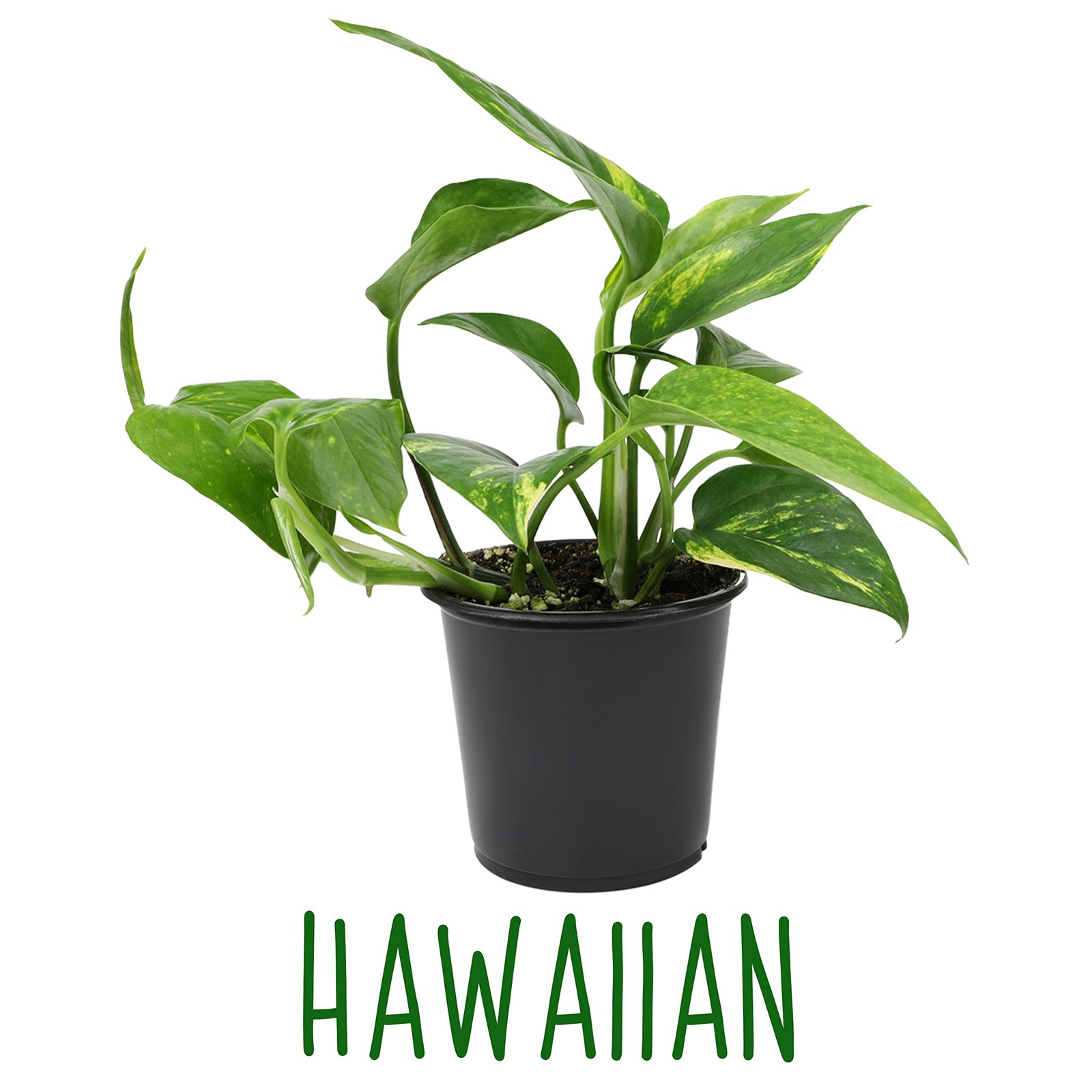 Live Pothos Plants 4PK Indoor Plants Live Houseplants Pothos Live Plant Hous…