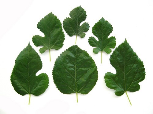 MULBERRY SEEDS, Black, 50 Seeds, Morus nigra, Organic, Fresh, Medicinal Herb