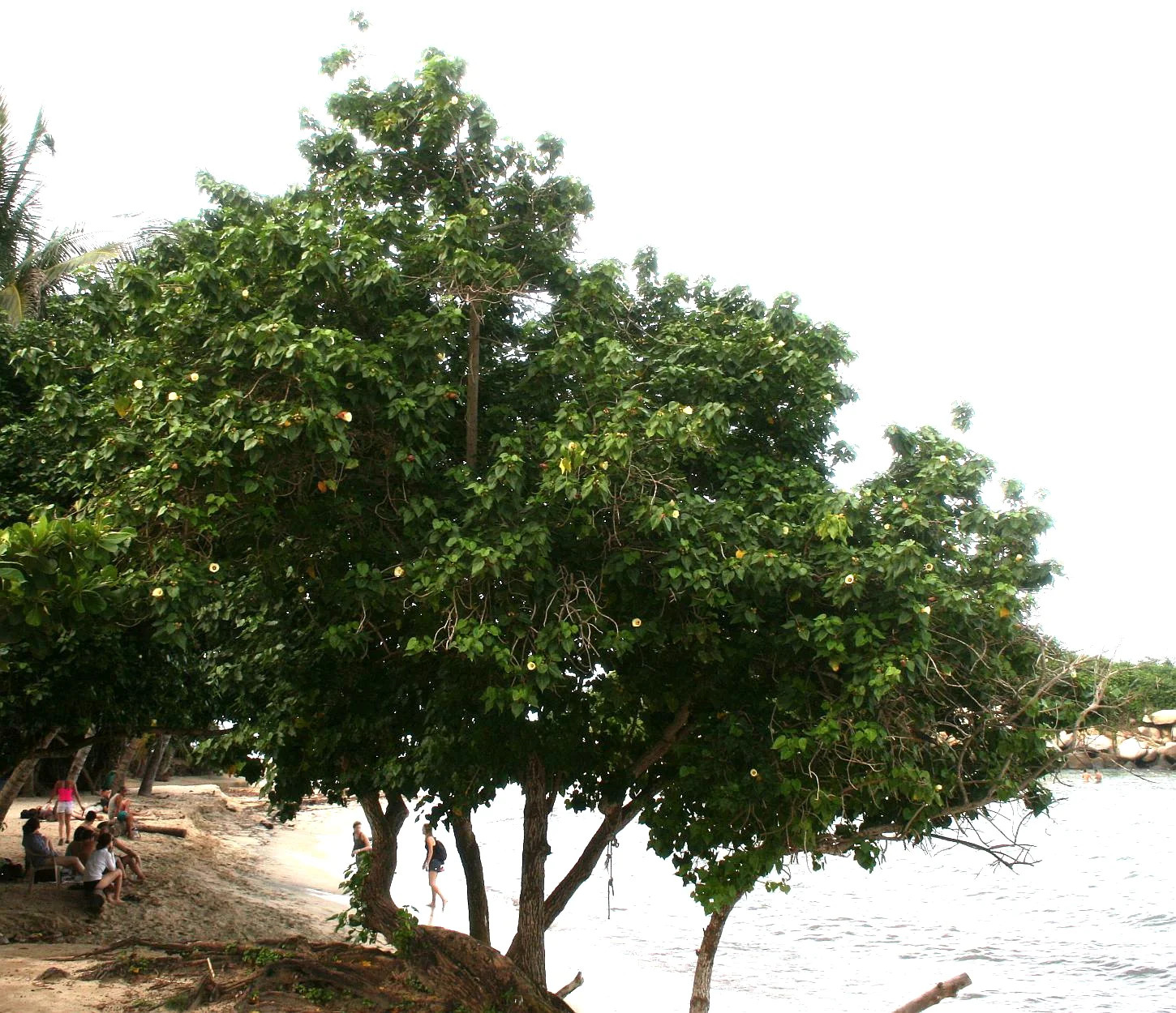 10 PORTIA TREE Yellow Pink Purple Flowers Change Color Thespesia Populnea Seeds