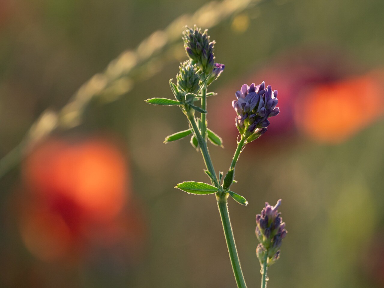 Alfalfa Seeds for Planting – High-Yielding Forage Crop, Nitrogen-Fixing NON-GMO