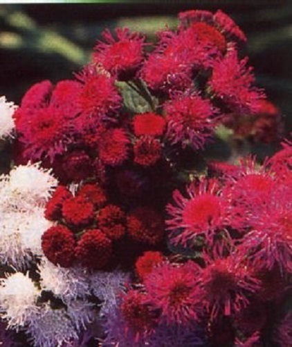 50+BLUE TYCOON AGERATUM FLOWER SEEDS SELF SEEDING ANNUAL
