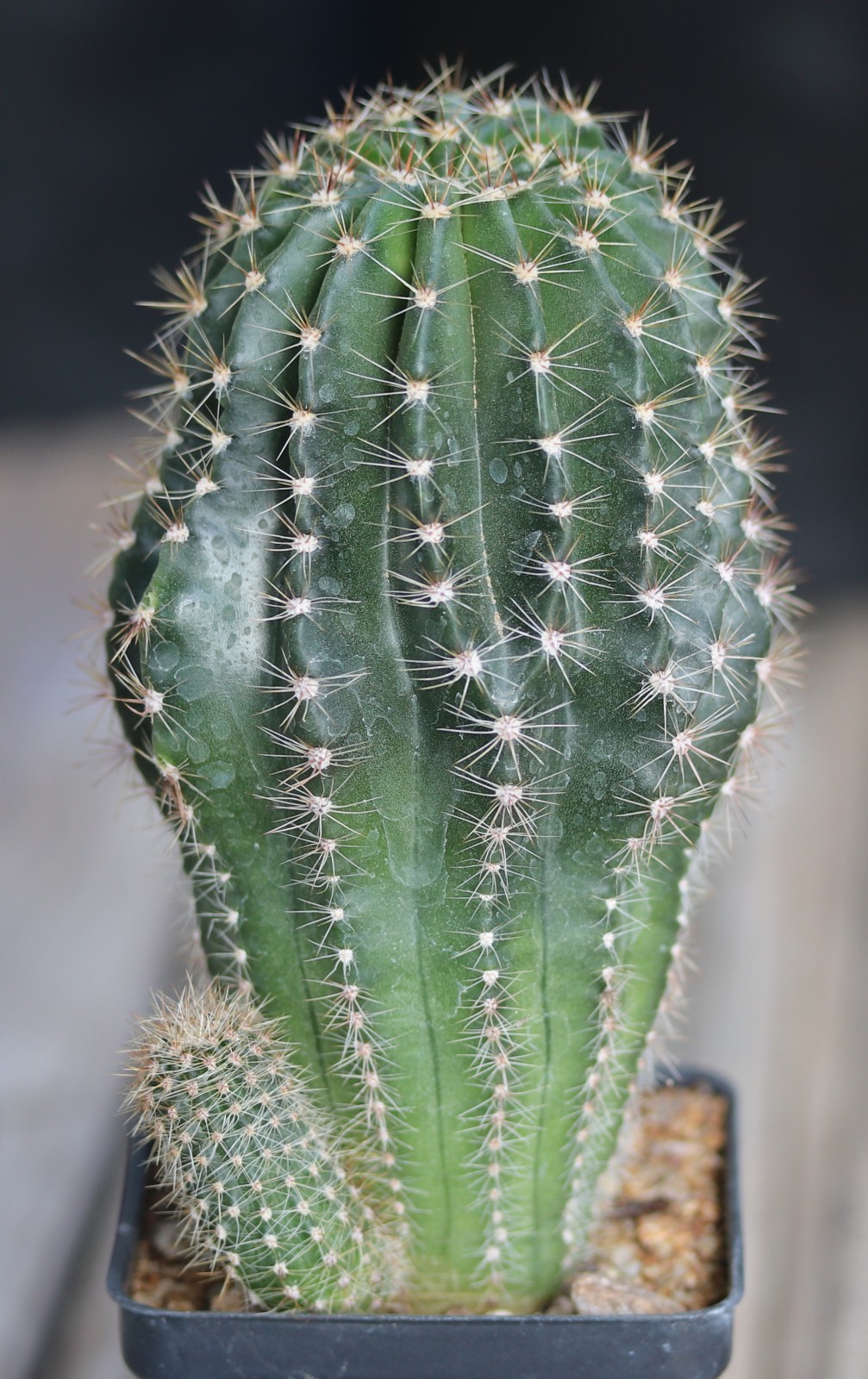 Echinopsis hybrid ‘Hans Sachs’