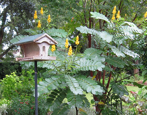 Candle Bush, (Senna alata), Cassia alata, Shrub Seeds