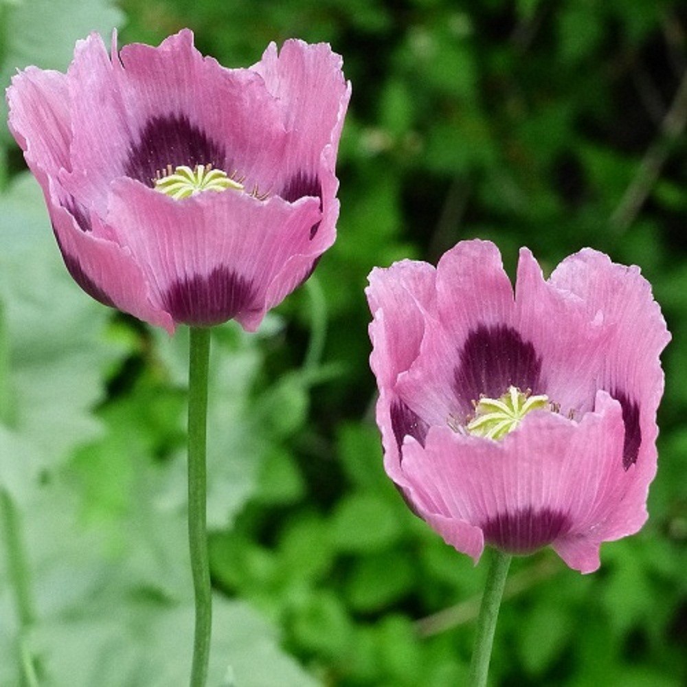 10,000 Authentic Untreated Imported Hungarian Papever Somniferum Poppy Seeds