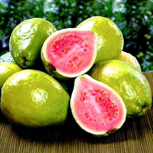 20 Lemon Apple Guava Tree Fruit Seeds ‘Ruby Supreme’ Plant (Psidium guajava)