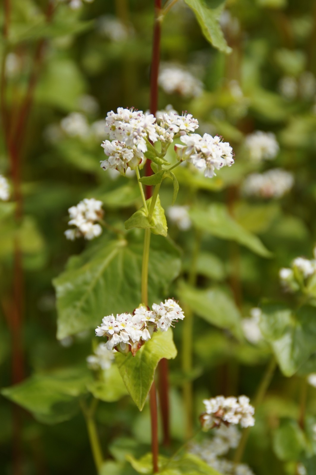 Buckwheat Seeds, 5 lb. Pure Seeds, no fillers. For Wildlife Food Plots