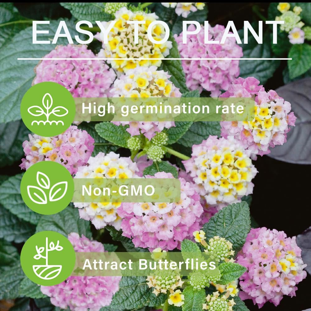 300+Perennial Mix Lantana Camara Flowers Seeds for Planting Outdoors Home Garden