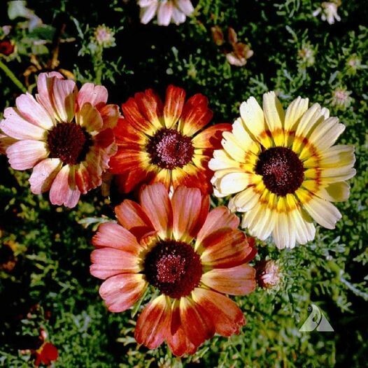 50pcs Painted Mix Daisy Flower Seeds Non GMO Heirloom Pink Indian Blanket Colors