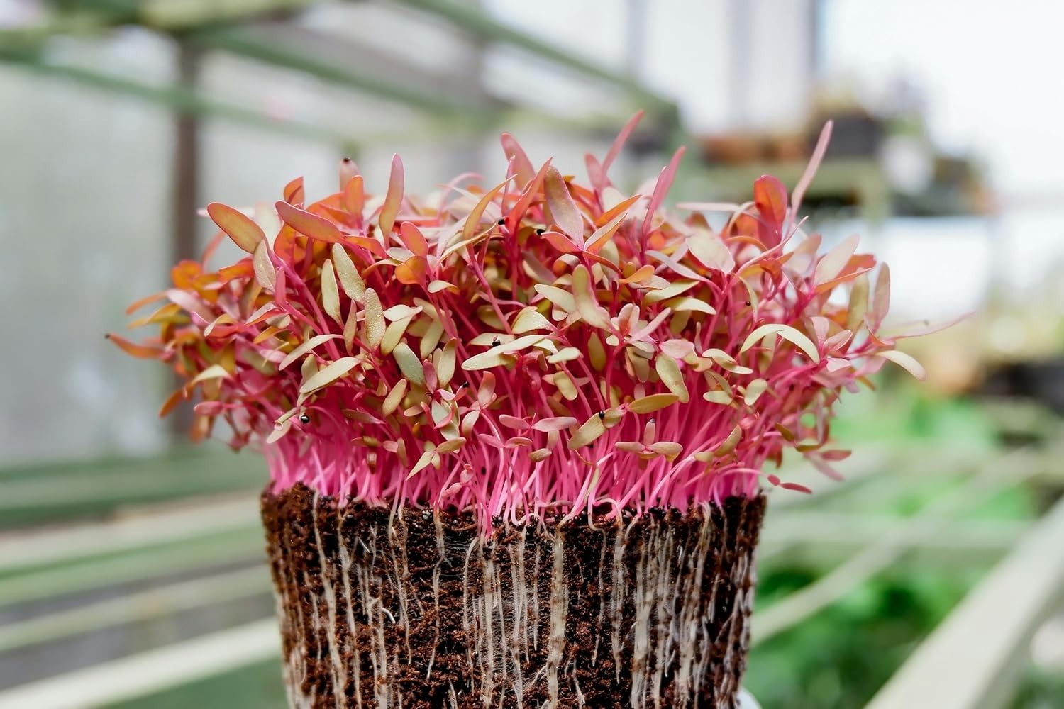 Fast-Growing Leaf Amaranth Seeds – Colorful Pet-Friendly Greens for Containers