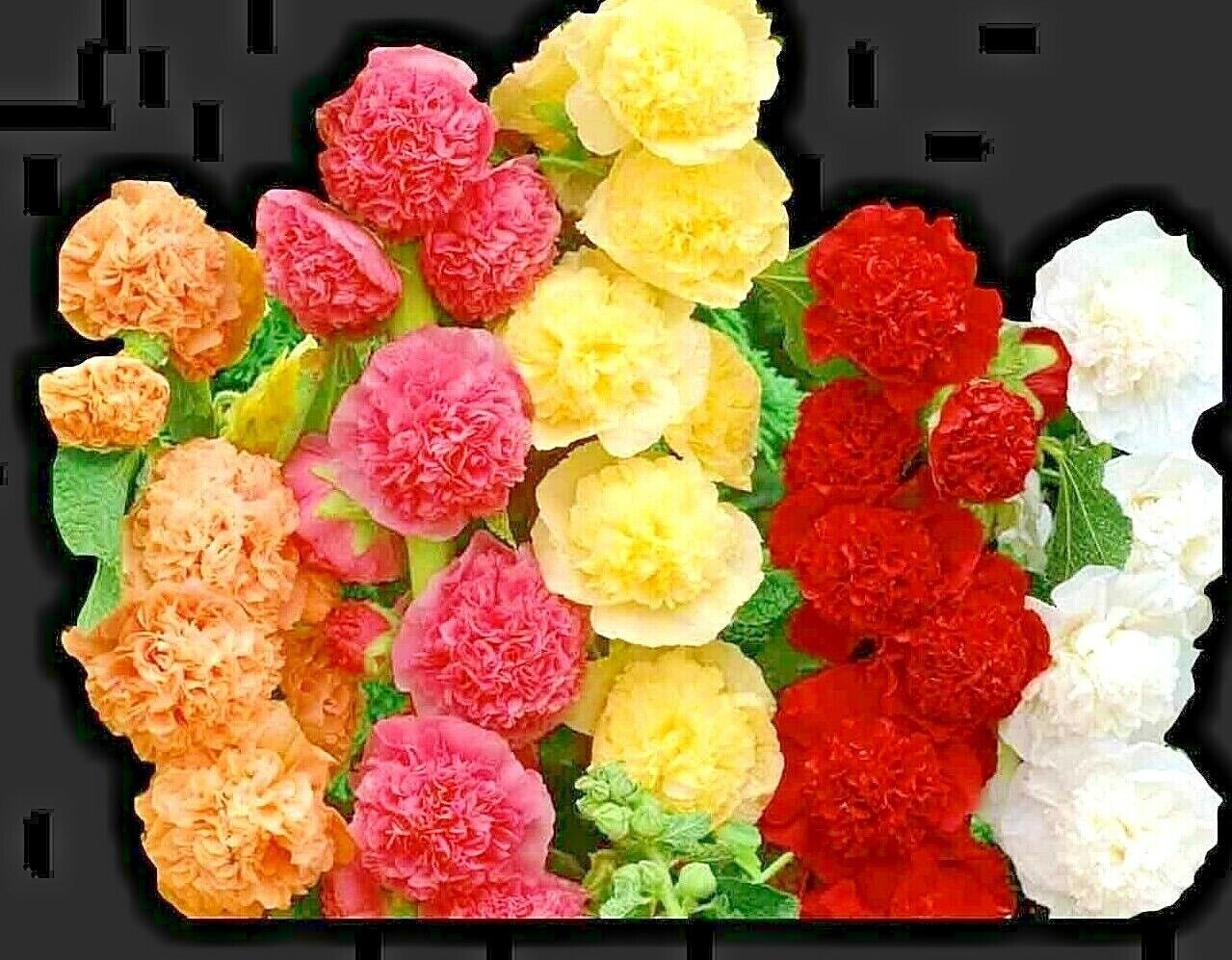 60+ HOLLYHOCK MIX SEEDS – HUGE FLOWERS – BEES BUTTERFLIES —————– RARE