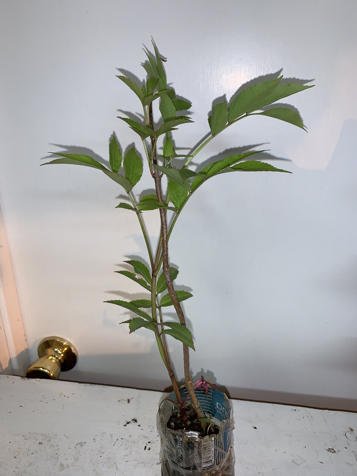 One live rooted plant of Elderberry “Sampo”, sent in box