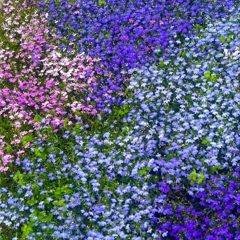 5200+ Perennial Mixed Lobelia Seeds for Planting-Non-Gmo Heirloom Lobelia Ground