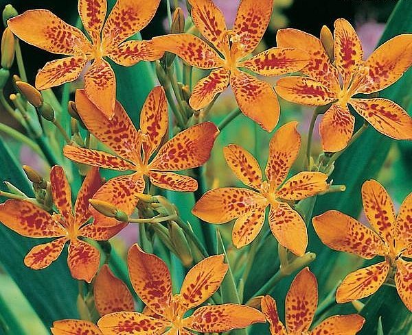 Blackberry Lily, Belamcanda chinensis, Perennial Seeds